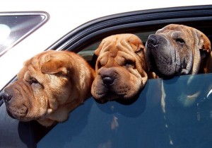 Pets in car